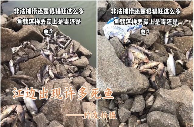西江边出现许多死鱼,疑似被人捞起后丢弃,钓鱼人:太可恨