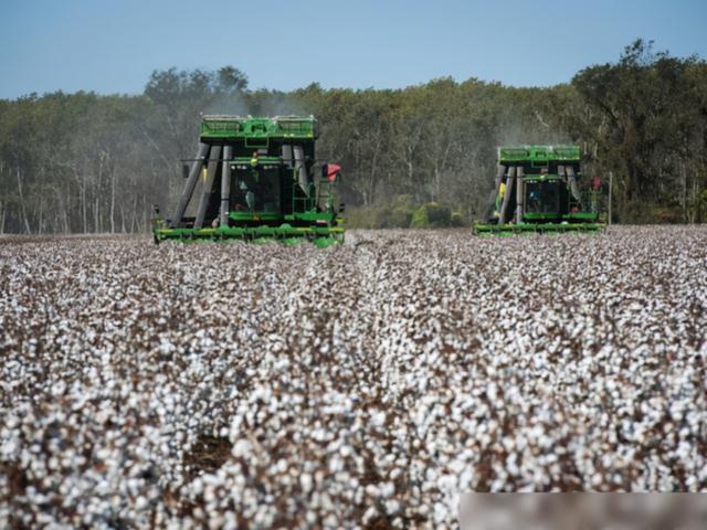 直新闻 新疆棉花为何被攻击？H&M声明背后，你还应该了解这些事