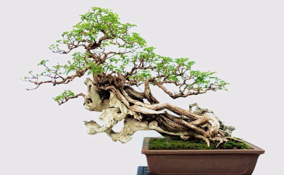 种上阳台|精辟：黄荆盆景造型，需体会“蟠扎骨架，修剪成型”！