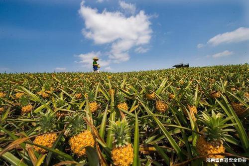 海南省食品安全协会 乐东菠萝产业观察: 金菠萝的“吸金术”