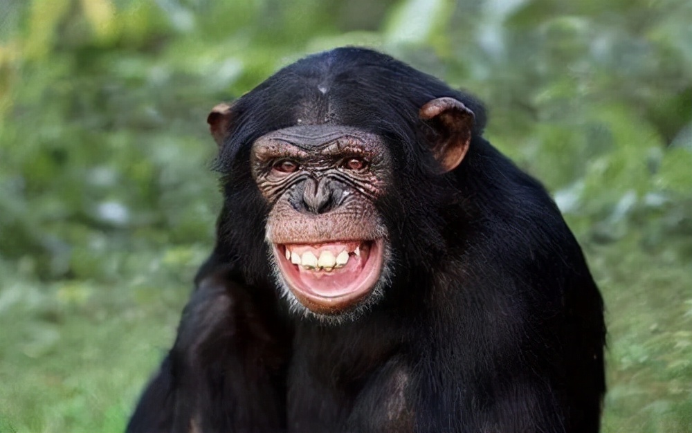 量子力学 怪事！动物园里的猩猩长出了“人类手指”，到底是变异还是进化？