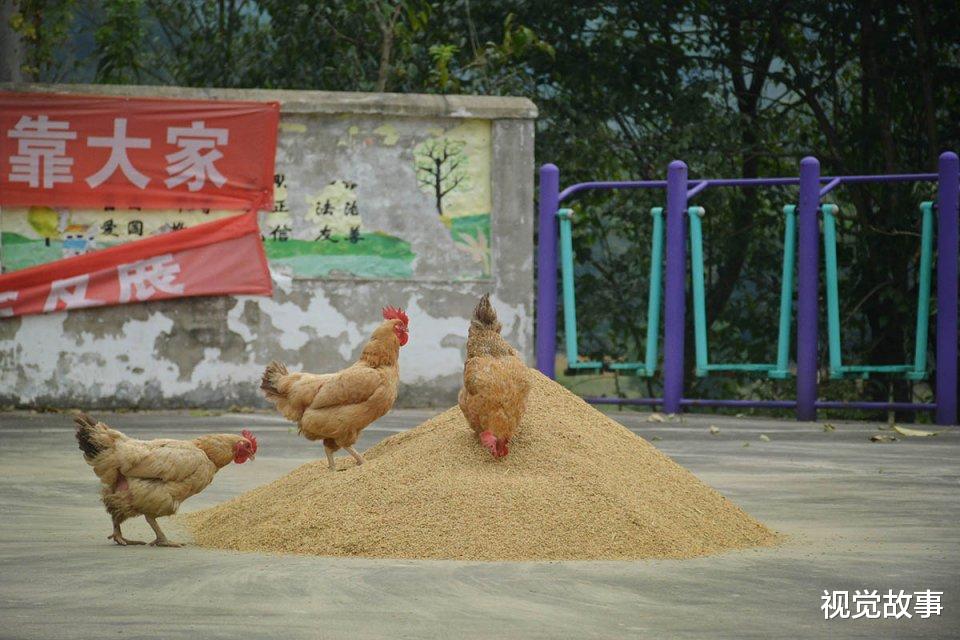 别墅|农村人在山中建别墅，有人说漂亮，有人称其为“动物园”