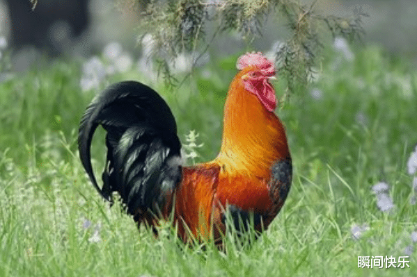 瞬间快乐|生在这几月的生肖鸡命格多金,财神撑腰,一生事事顺遂,职场兴旺