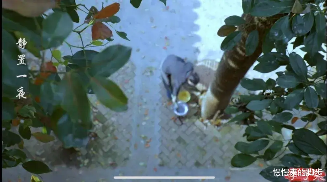 李子柒|李子柒破吉尼斯纪录：她，不是没有欲望……