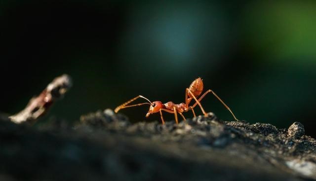 红火蚁 “无敌”红火蚁已入侵我国12个省份！扩散如此快，防治形势怎样？