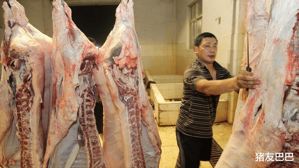 生猪价格 猪价跌惨行情7连跌，五一来袭猪价不涨反跌，咋解释？附28日猪价