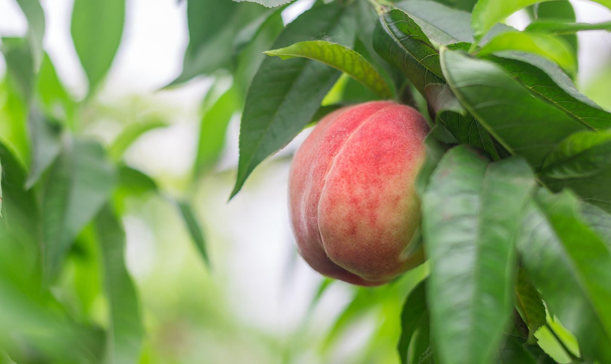 时尚家居TRENDS|来年想高产?桃树采收后管理3要素,为冬季做准备