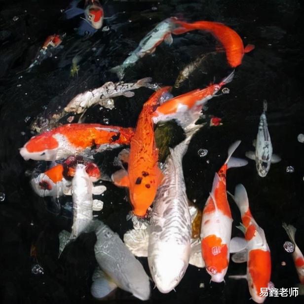 易鑫老师|富贵之家，多有鱼。