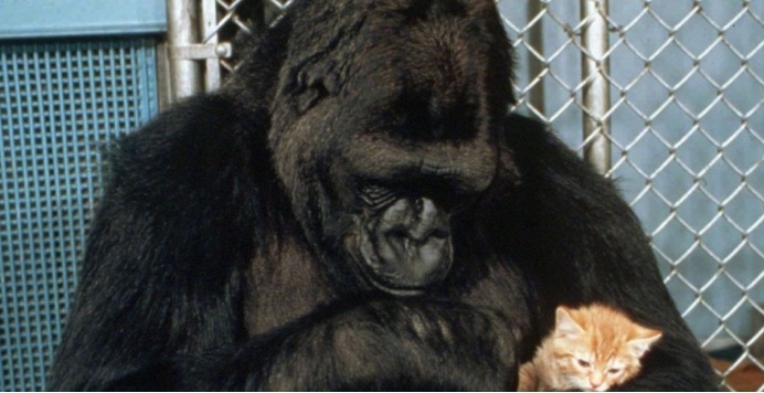 核糖核酸 大猩猩在秘密进化？它坐在镜头前，用手语控诉人类：愚蠢的人类