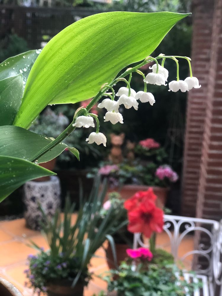 18年房龄的老房子，50㎡花园改造后，成了家人朋友最爱待的地方