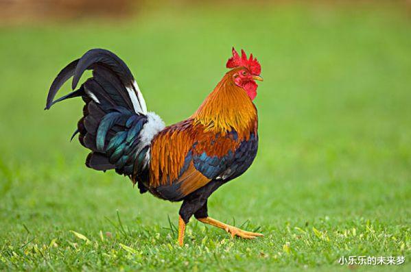 小乐乐的未来梦|生肖鸡:接下来可以说是要风得风,要雨得雨,最重要的是有大财入库