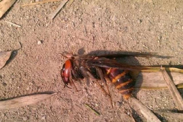 蜜蜂 生物入侵！亚洲大黄蜂肆掠美国 大黄蜂到底有多厉害？美下令活捉