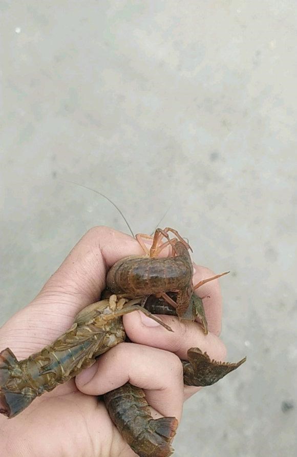 湖北|小龙虾泛滥？湖北钓鱼人半天钓一桶，可能是大水冲了养殖场