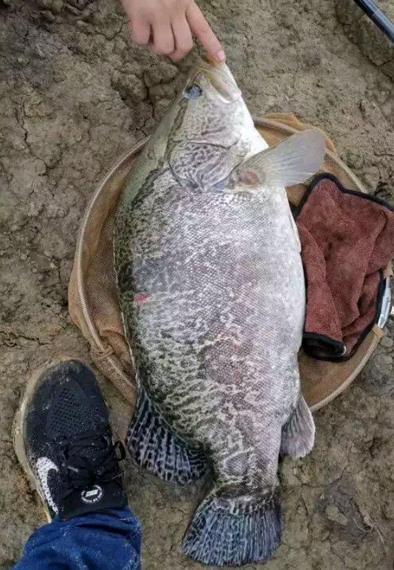 饵料|夏季鳜鱼最好钓，手竿路亚手丝均可，找对位置最重要