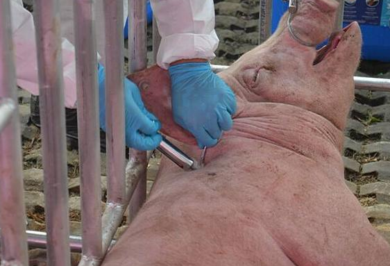 生猪价格 2021.5.15猪价：市场定势慢行，多地开始发怵！！！