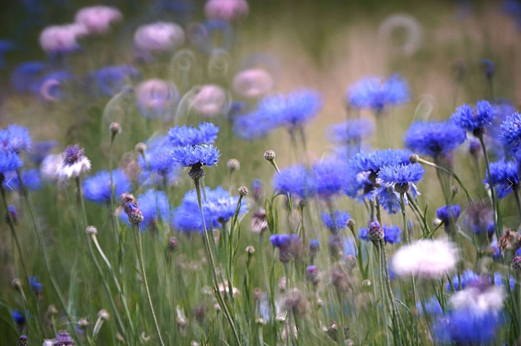 |肯高图丽正式发布折返镜头400mm F8 N II S