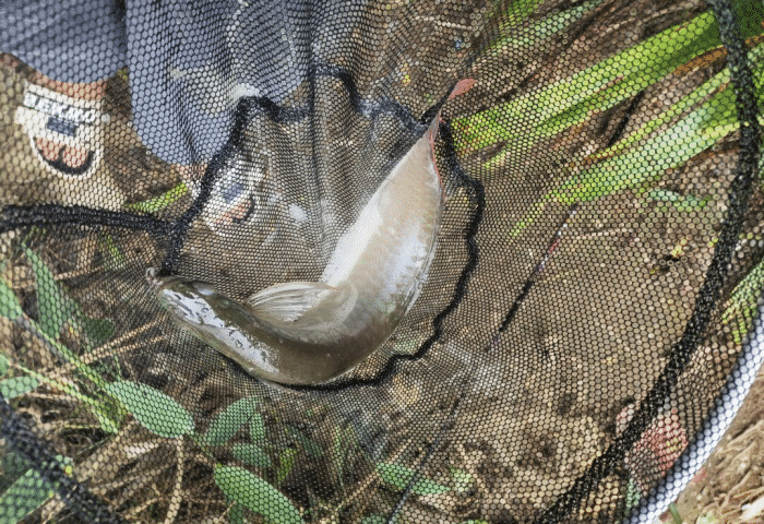 |“钓鱼被咬了一口，好在是条招财龙鱼！”哈哈哈评论很一致了