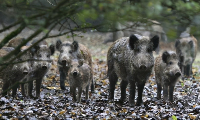 少明科学|日本出现十万头变异野猪，科学家提出大胆设想：核辐射将危及全球