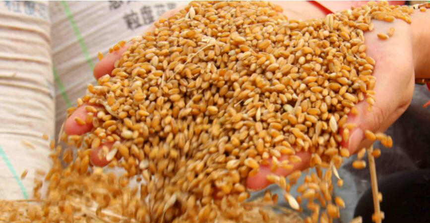 |要想钓得多，必须先打窝，今天分享一款钓鱼打窝料的制作方法。