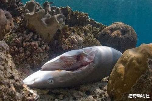 鲨鱼在繁殖期间，为何会有类似于“家暴”的行为？