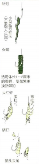 沙蚕|【 日本专业矶钓书籍 】海鲫富有营养，入门矶钓对象鱼