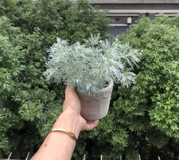 |3㎡的阳台能干嘛？这个宿舍小阳台花园或许会惊艳到你，看看吧！