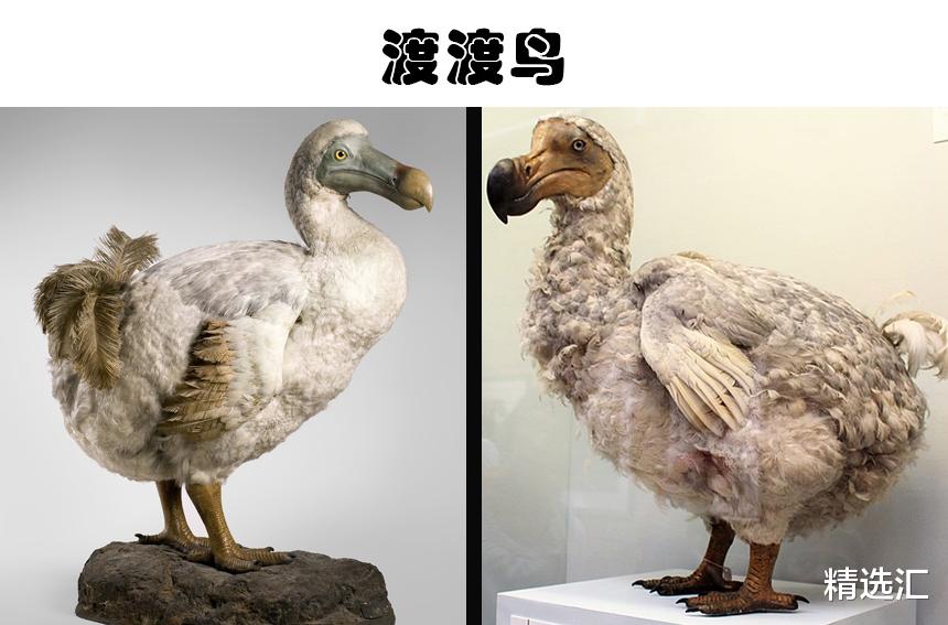 现代科学家打算运用技术复活的5大灭绝动物