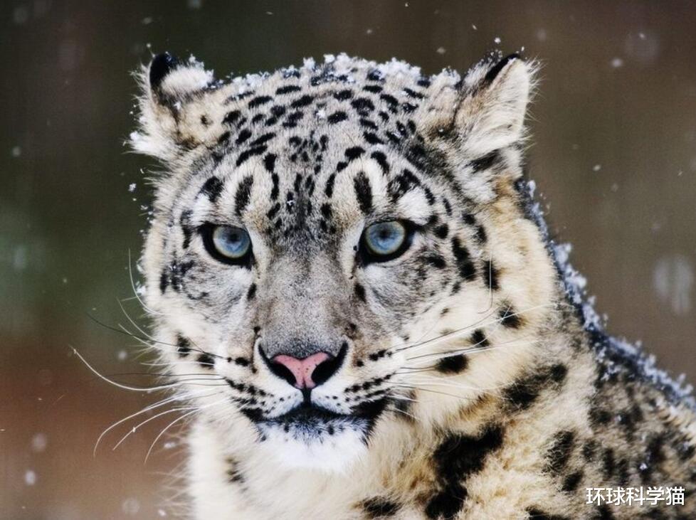 环球科学猫 罕见！时隔50多年，贺兰山重现雪山之王雪豹，它出现意味着什么？