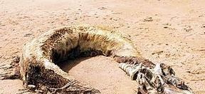 安乐死 北极圈冻土层融化，冰冻生物复活，远古病毒会爆发吗