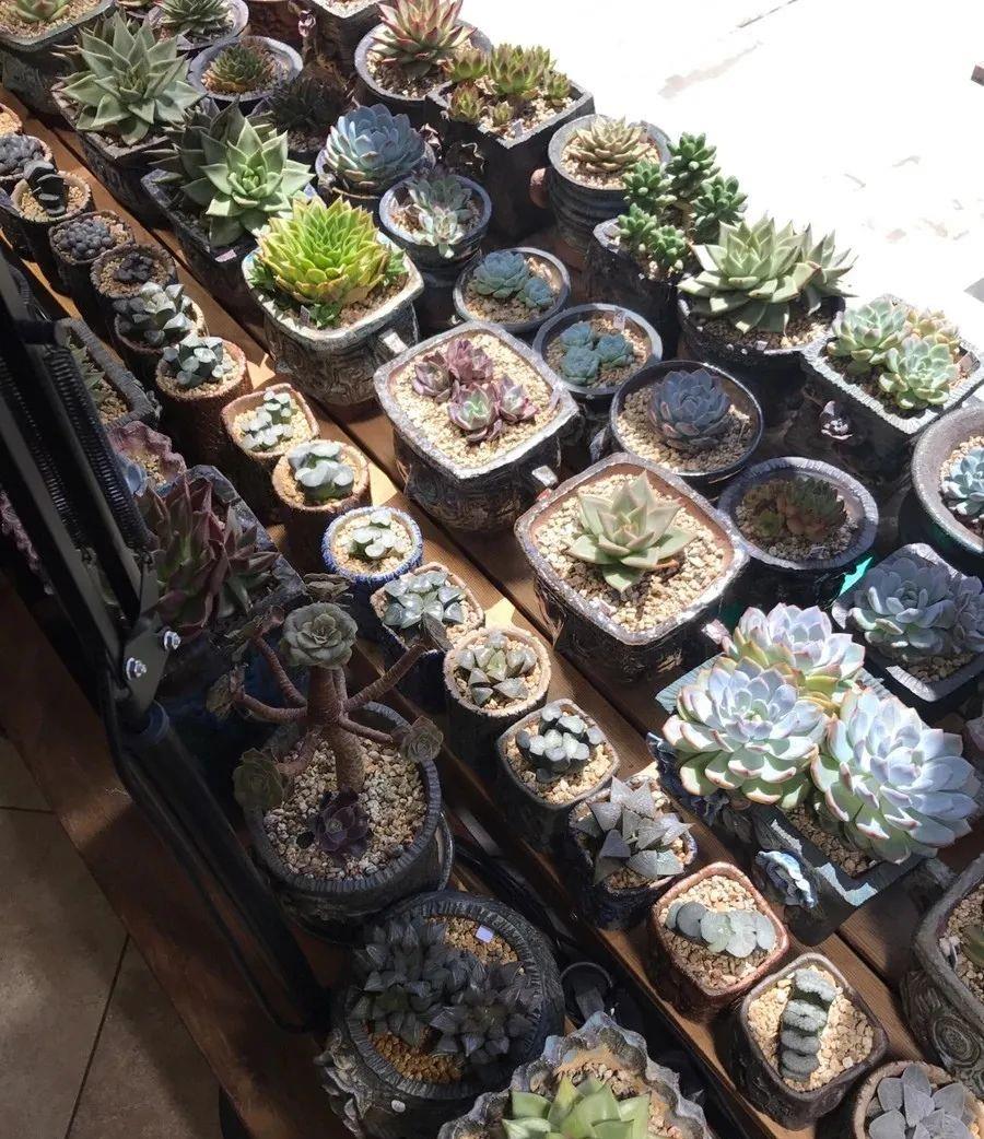 种上阳台|小姑娘说她人生50%的快乐是吃肉，另外50%的快乐是种多肉！