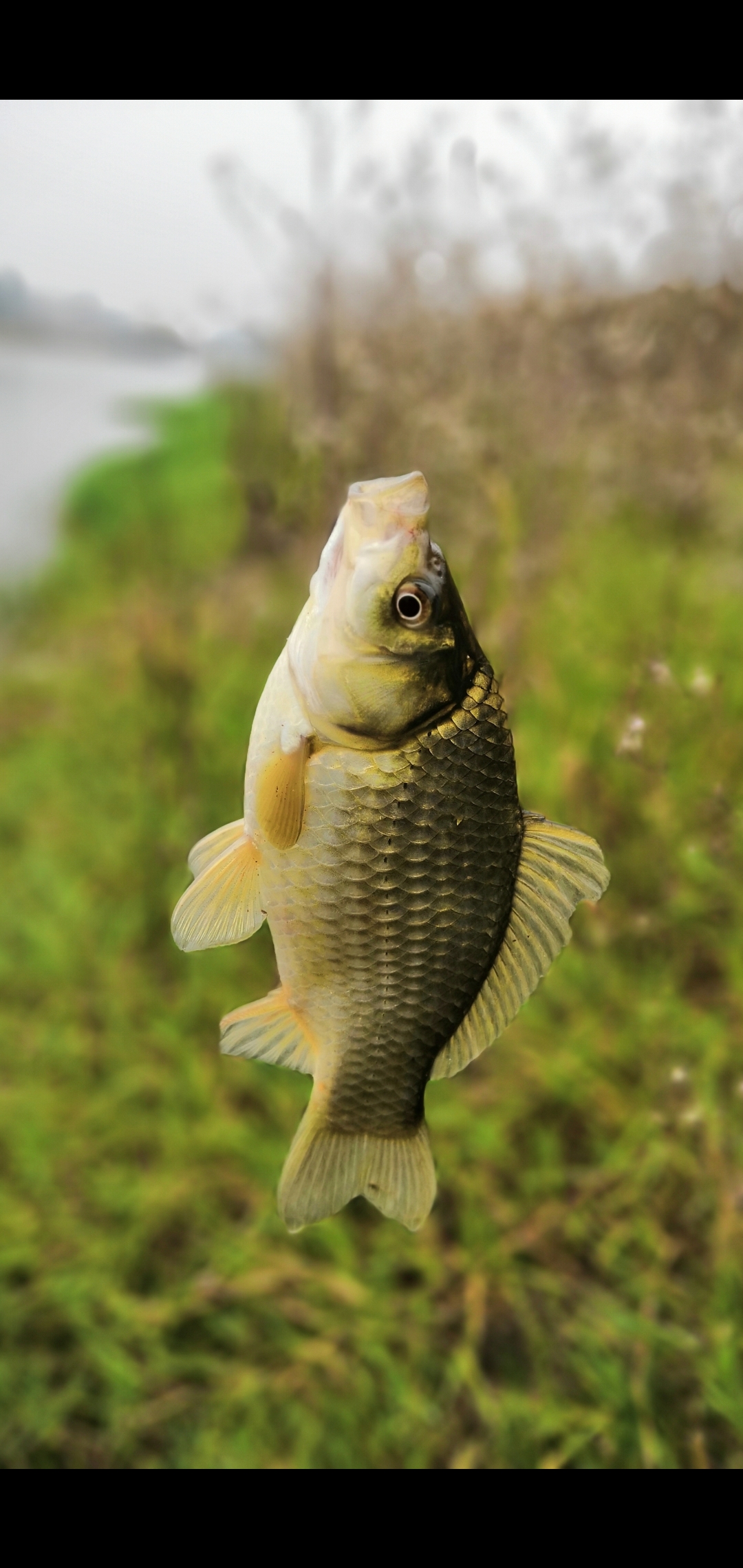 云南|那就从鱼说起吧