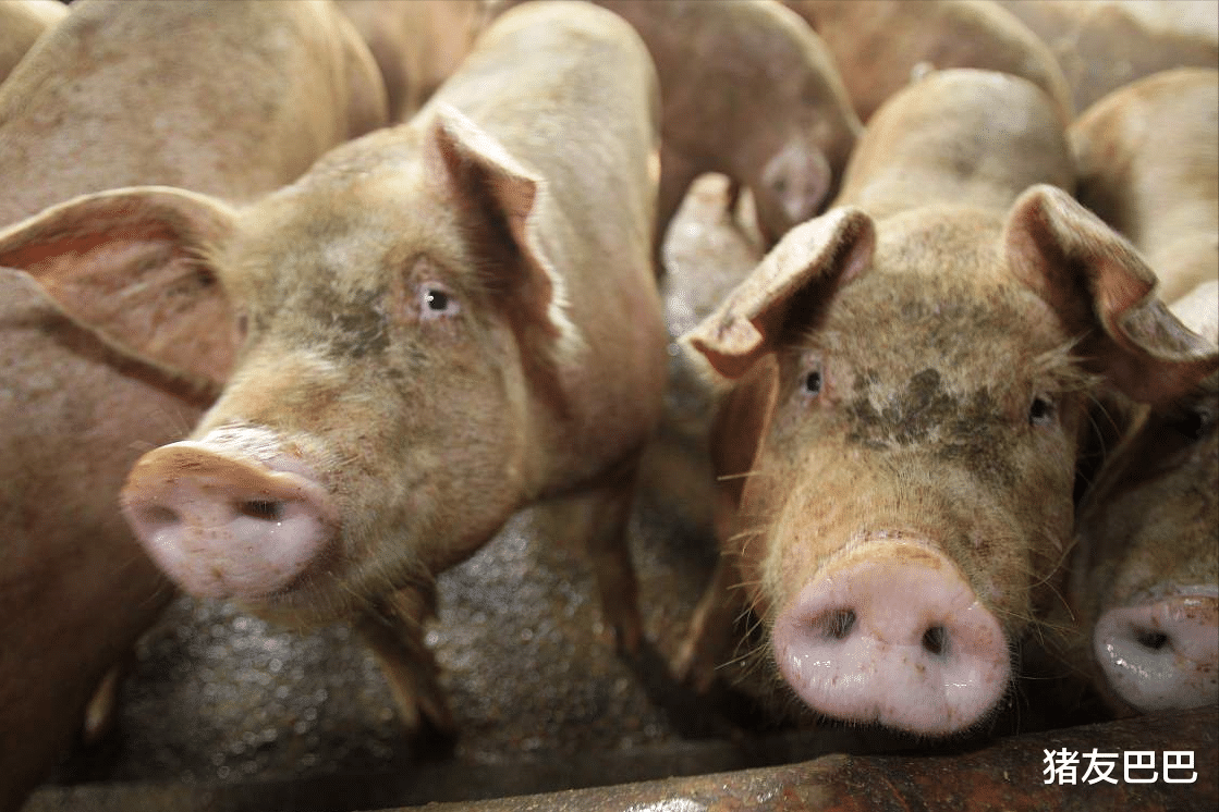 豬價重創53.2%，豬糧比跌破6: 1，母豬淘汰加劇，航天豬或再來襲？-圖3