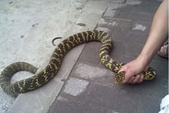 毒蛇 国内最强的无毒蛇,菜花蛇有哪些优势?甚至能吃眼镜王蛇?