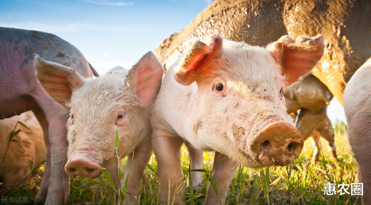 生猪价格 猪价跌成“一地猪毛”，牛猪积压超27%，8元一斤保不住了？