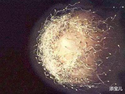 添宝儿|女性月经量多证明排卵多吗?