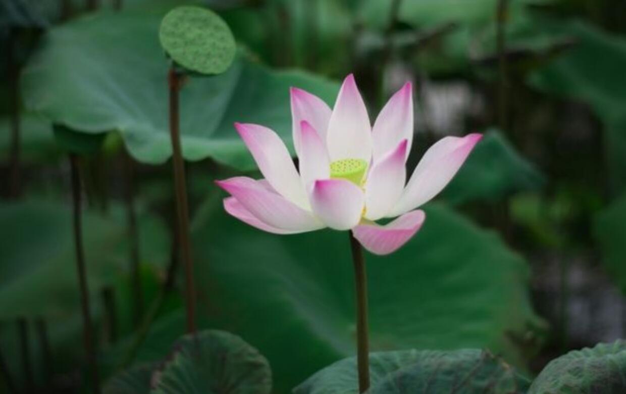 占星师灵溪|7月26号开始事业风生水起,哪些星座拥抱好运?