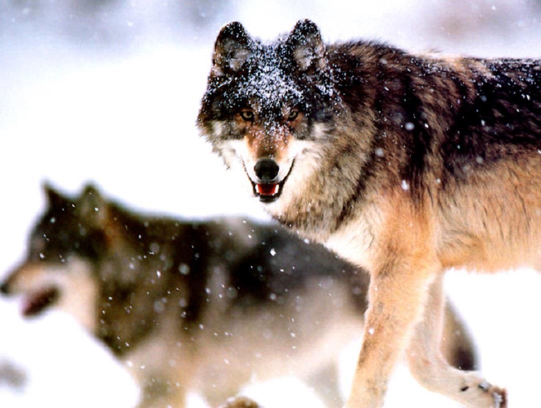 火星探测器|狼见了都要叫大哥的“猞猁”，在森林里到底有多恐怖？