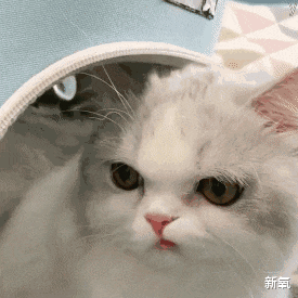 歌剧|她是女明星中最贵的美貌？被1: 1画进漫画狂卖3000万本…