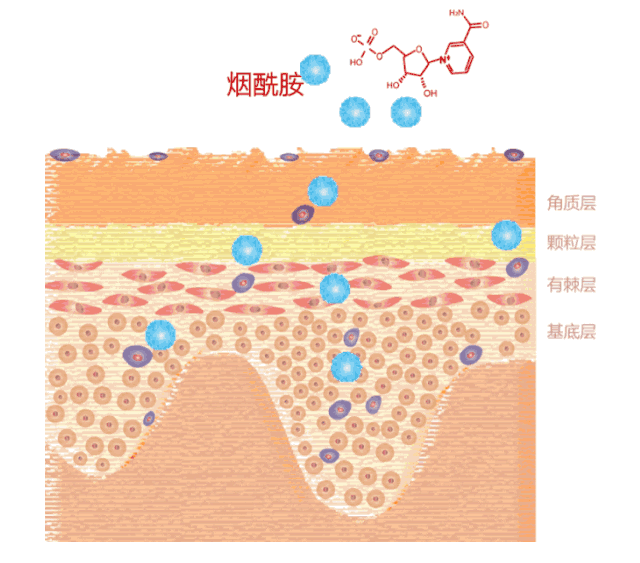 齐刘海|护肤成分 | 大名鼎鼎的[烟酰胺]，是真香还是炒作？