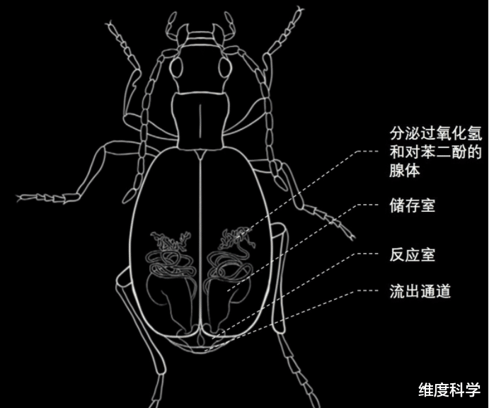 放屁虫能释放100℃的有毒液体,它的屁股难道不会被烧坏吗?
