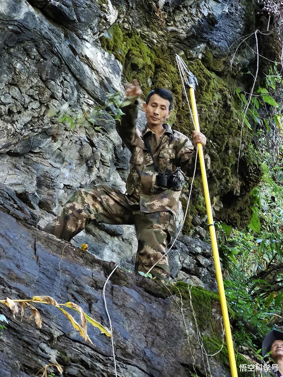 黄腰响蜜?现云南!种群之大国内罕见,“义兄义妹”都会被它刺死
