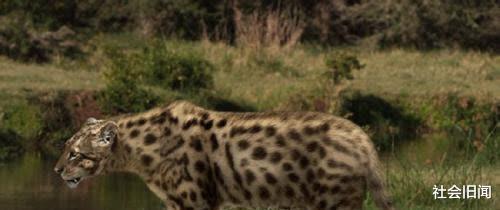 南方古猿 人类祖先并非没有天敌,远古时期曾出现一种猛兽,差点将它们吃灭绝