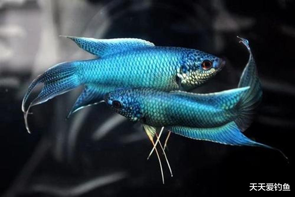 |这鱼当年河沟、稻田中常见，现在难得一见，甚至沦落成饲料鱼