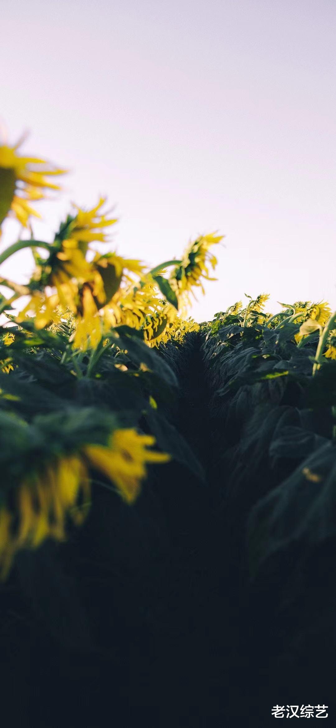 孙俪|职场中，很容易受到褒奖的3个星座，令人真心佩服