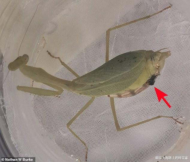 昆虫 螳螂交配后:“新娘”为何吃掉“新郎官”?新娘:这全是为它好!