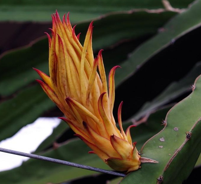 运势|未来半年，运势焕发新机，好运不断，事事如意的3大生肖！