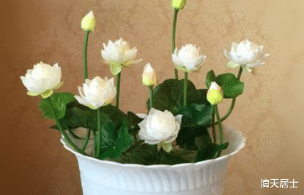 滴天居士|盘点那些有利财运的绿植，你买对了嘛