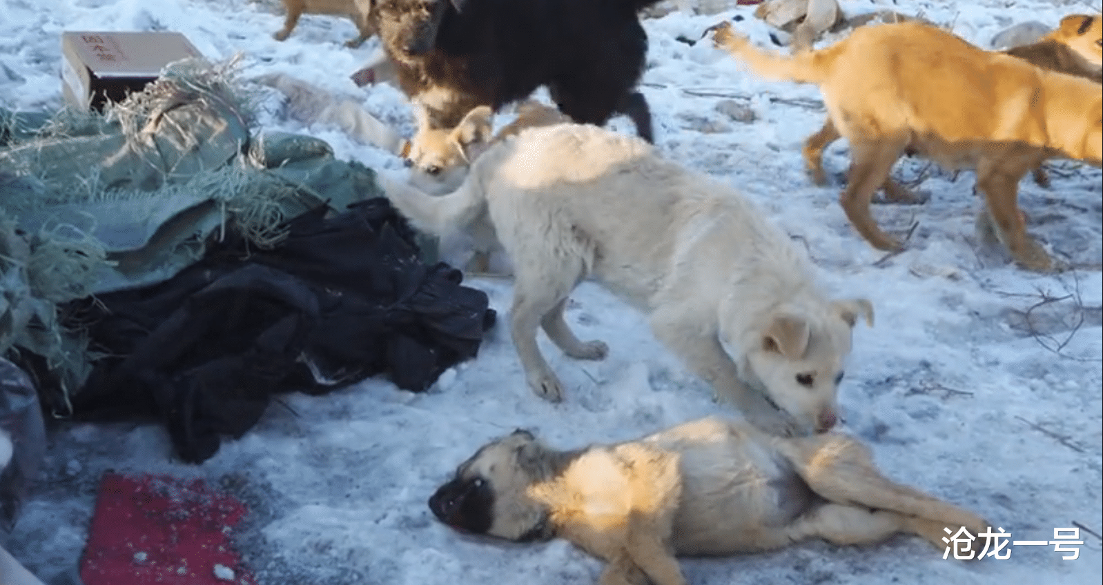 沧龙一号 湖南一只狗被绝育后和医生结仇,连续三个月到宠物医院“骂街”!