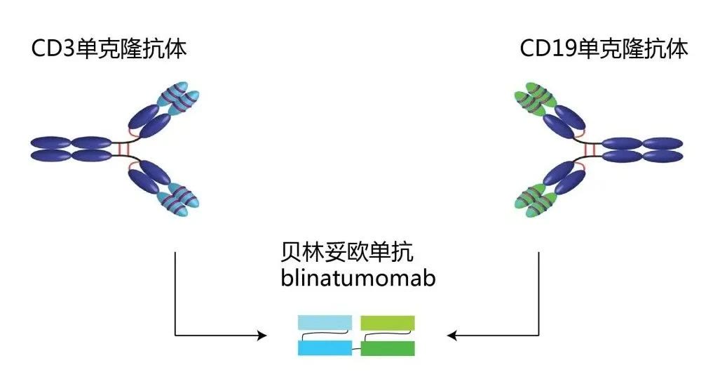 年会 抗癌新药里的“双面胶”：来来来，看一看双特异性抗体的神操作