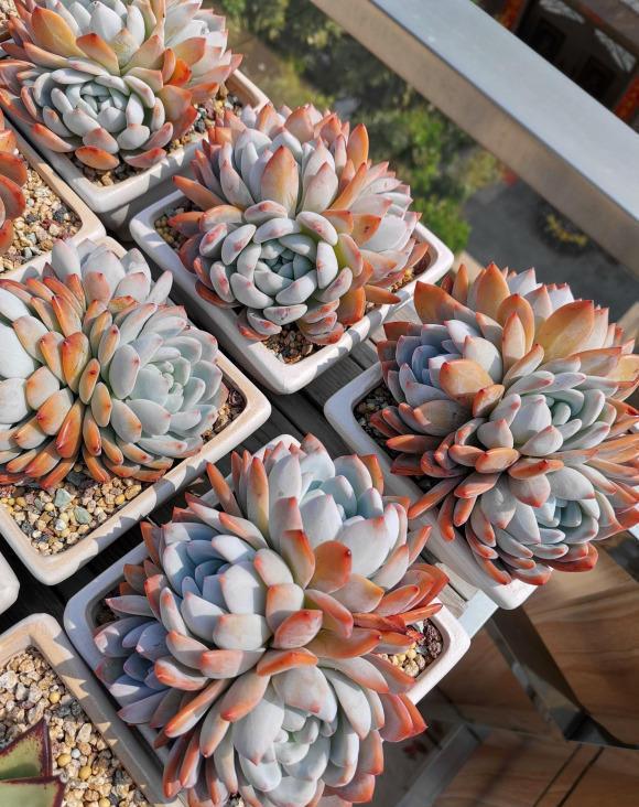 说说家装那点事儿|你想买多肉，谁都不能阻拦你，到最后，吃亏，上当的只能是你